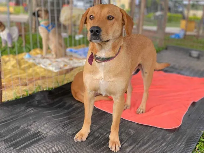 Cachorro ra a SRD-ViraLata idade 3 anos nome Charle