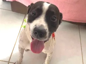 Cachorro raça SRD-ViraLata idade 1 ano nome Zeca 