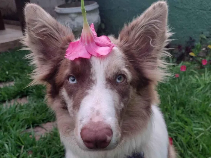 Cachorro ra a Border Collie  idade 7 a 11 meses nome Blue