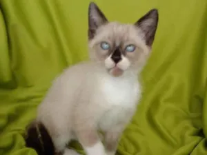 Gato raça Srd idade Abaixo de 2 meses nome Hugo