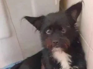 Cachorro raça SRD-ViraLata idade 1 ano nome Hugo