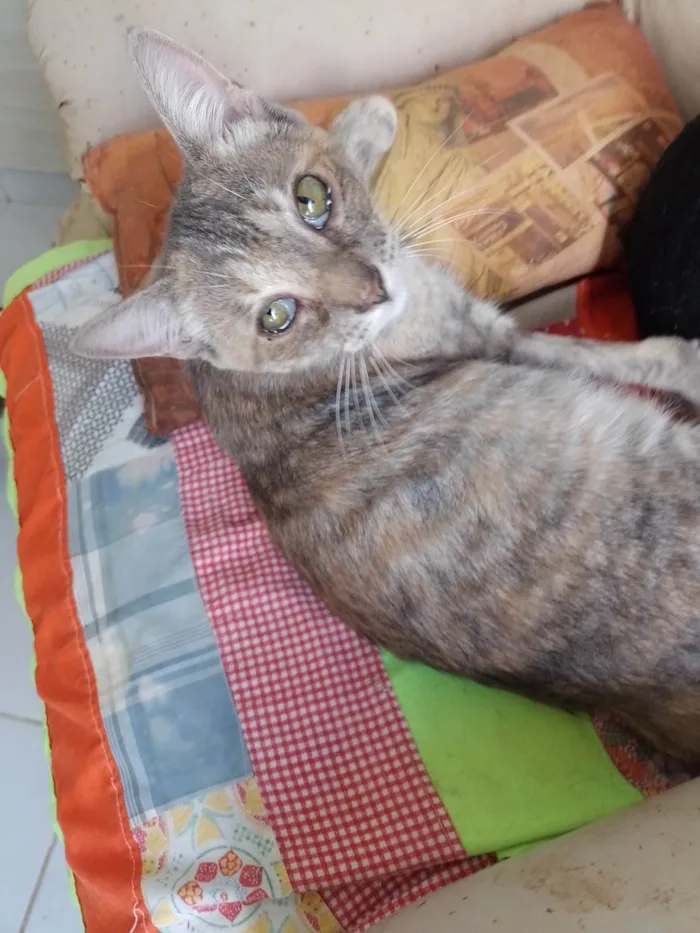 Gato raça Srd  idade 2 a 6 meses nome Stella 