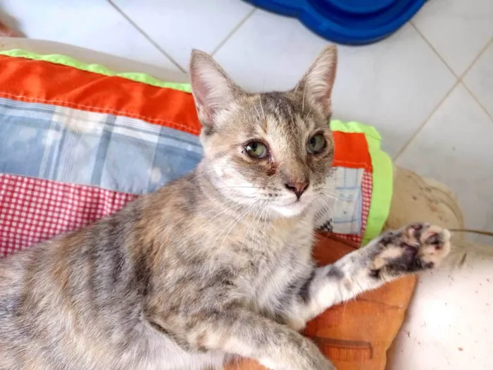 Gato raça Srd  idade 2 a 6 meses nome Stella 
