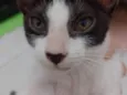 Mel