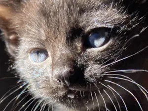 Gato raça Srd idade Abaixo de 2 meses nome Guri 