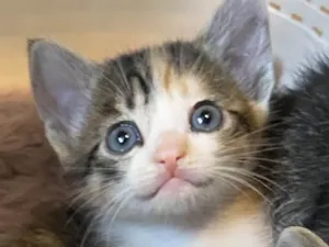 Gato raça Srd idade Abaixo de 2 meses nome Bia