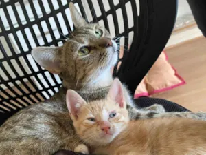 Gato raça Srd idade 2 a 6 meses nome Olga