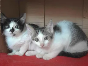Gato raça Srd idade 2 a 6 meses nome Lila e Luca