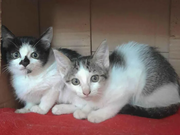 Gato raça Srd idade 2 a 6 meses nome Lila e Luca