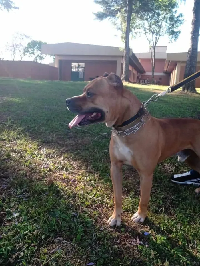 Cachorro ra a Pitbull idade 5 anos nome Eros