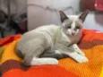 Gato raça Srd idade 2 a 6 meses nome Flor 