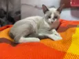 Gato raça Srd idade 2 a 6 meses nome Flor 