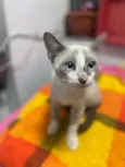 Gato raça Srd idade 2 a 6 meses nome Flor 