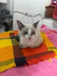 Gato raça Srd idade 2 a 6 meses nome Flor 