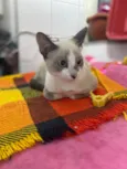 Gato raça Srd idade 2 a 6 meses nome Flor 