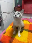 Gato raça Srd idade 2 a 6 meses nome Flor 