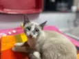 Gato raça Srd idade 2 a 6 meses nome Flor 