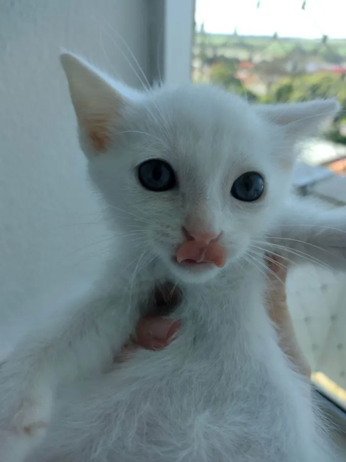 Gato ra a SRD-ViraLata idade Abaixo de 2 meses nome Filó
