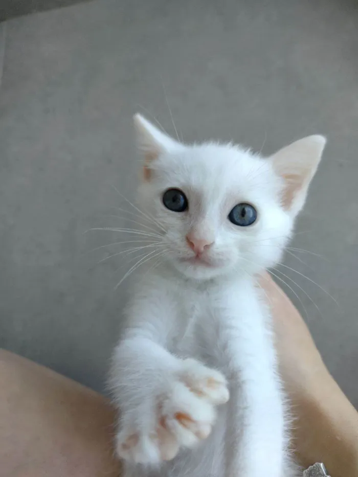 Gato ra a SRD-ViraLata idade Abaixo de 2 meses nome Filó