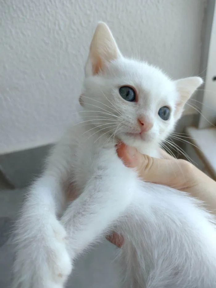 Gato ra a SRD-ViraLata idade Abaixo de 2 meses nome Filó