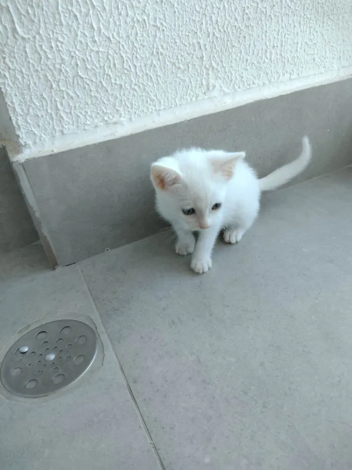 Gato ra a SRD-ViraLata idade Abaixo de 2 meses nome Filó