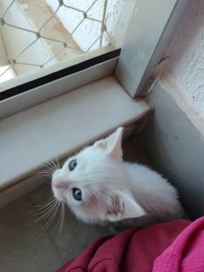 Gato ra a SRD-ViraLata idade Abaixo de 2 meses nome Filó