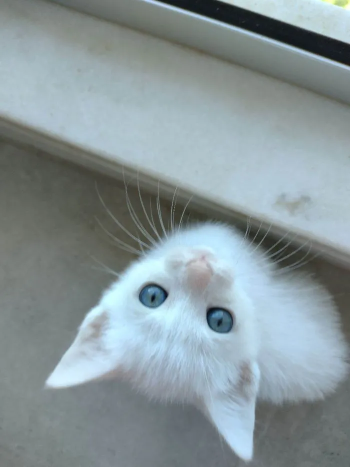 Gato ra a SRD-ViraLata idade Abaixo de 2 meses nome Filó