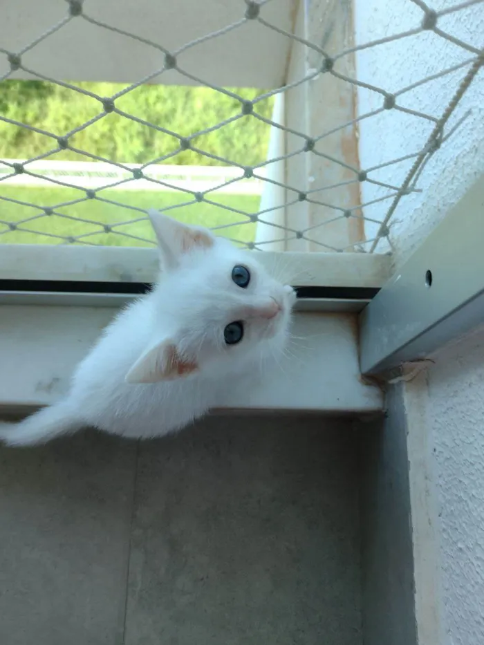 Gato ra a SRD-ViraLata idade Abaixo de 2 meses nome Filó