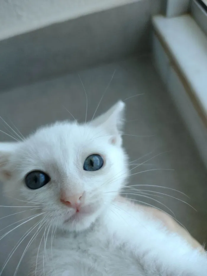 Gato ra a SRD-ViraLata idade Abaixo de 2 meses nome Filó