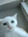 Filó