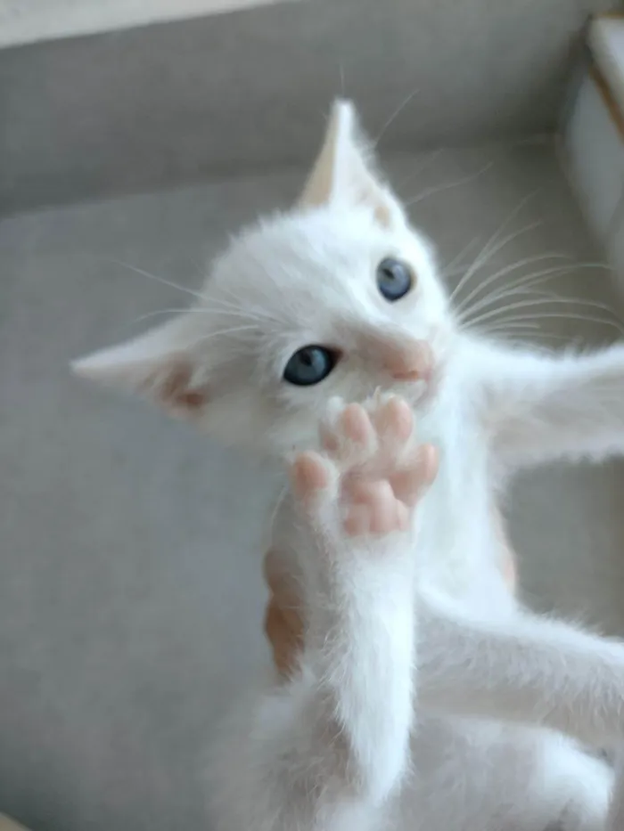 Gato ra a SRD-ViraLata idade Abaixo de 2 meses nome Filó