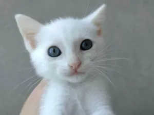 Gato raça SRD-ViraLata idade Abaixo de 2 meses nome Filó