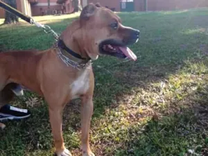 Cachorro raça Pitbull idade 5 anos nome Eros