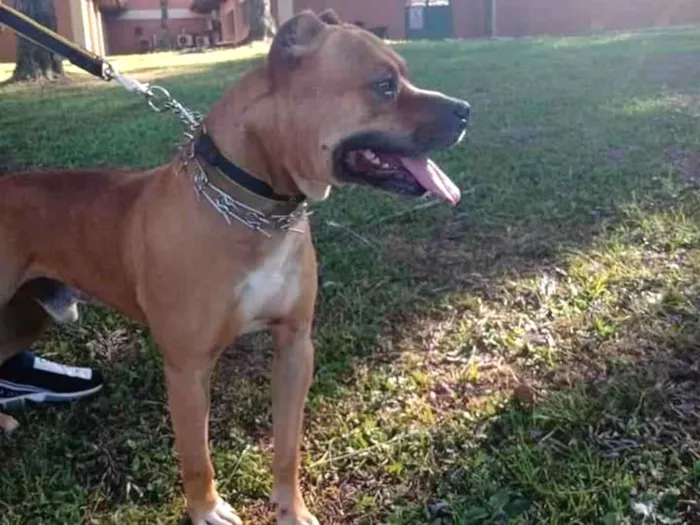 Cachorro ra a Pitbull idade 5 anos nome Eros