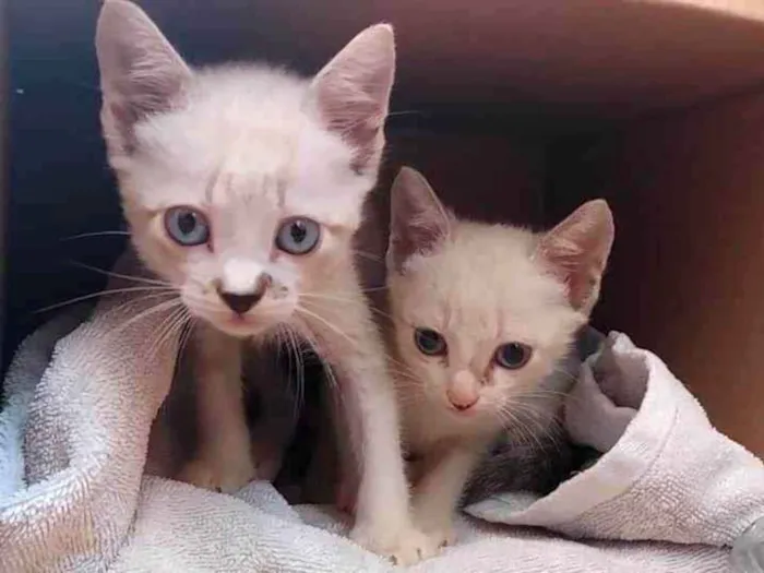 Gato raça Srd idade 2 a 6 meses nome Fofuras