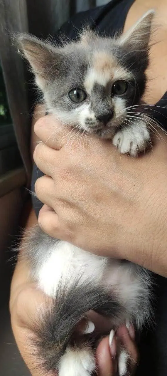 Gato ra a SRD-ViraLata idade 2 a 6 meses nome Nenê 