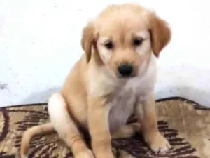Cachorro raça SRD-ViraLata idade 2 a 6 meses nome Florzinha 