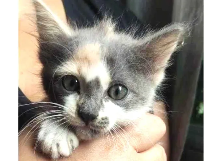 Gato ra a SRD-ViraLata idade 2 a 6 meses nome Nenê 