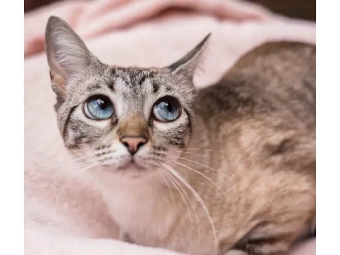 Gato raça SRD-ViraLata idade 7 a 11 meses nome Clarice