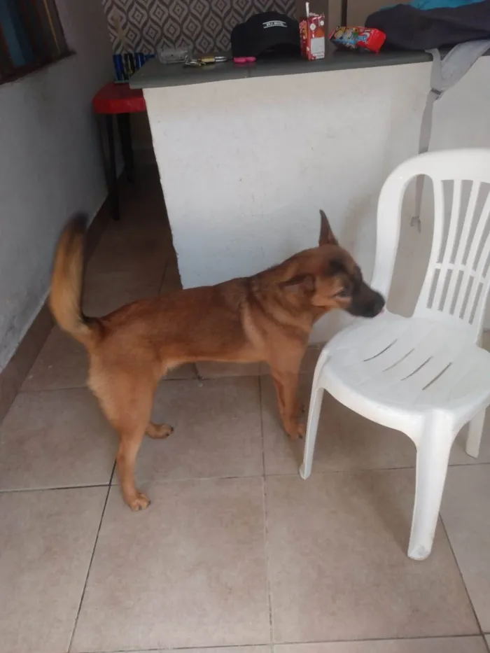 Cachorro ra a vira lata com pastor alemão idade 1 ano nome briza