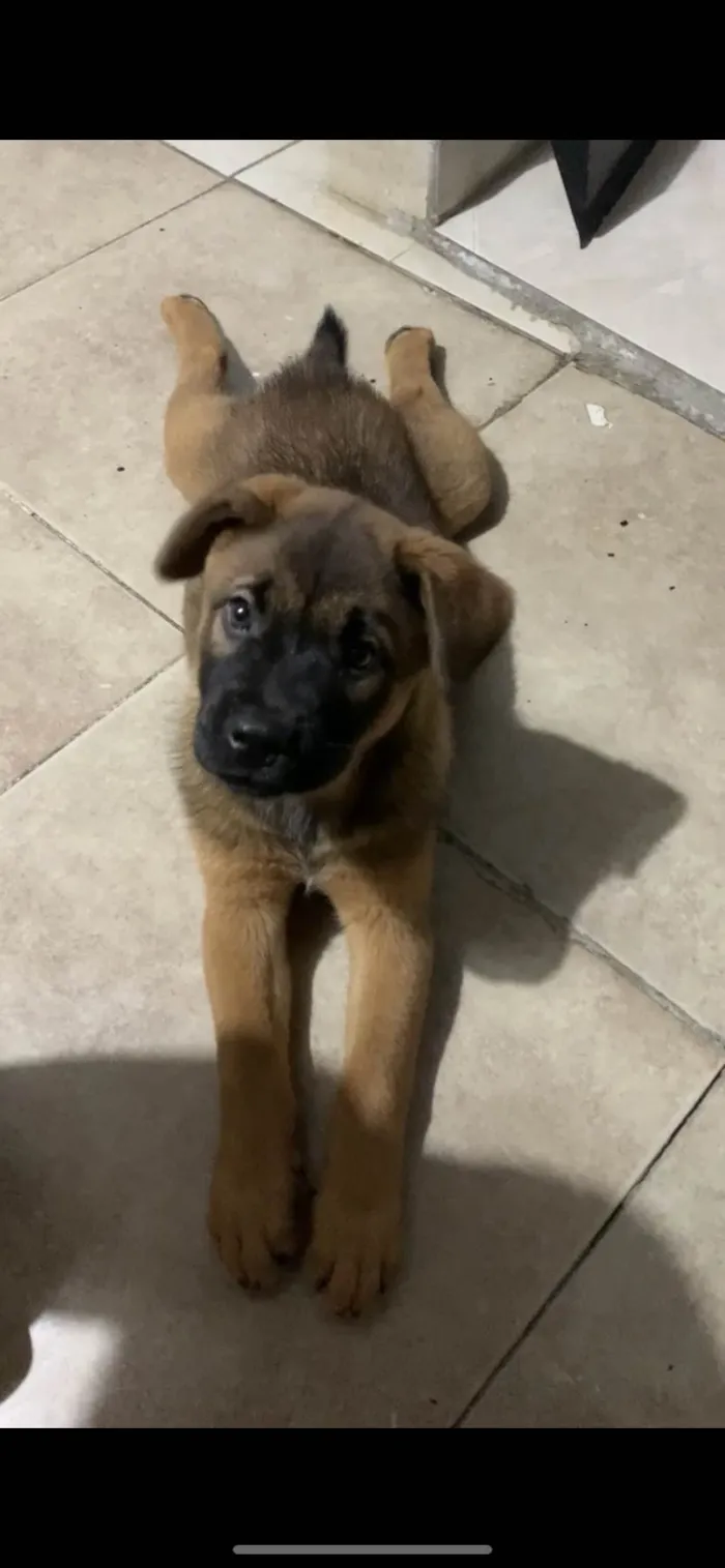 Cachorro ra a vira lata com pastor alemão idade 1 ano nome briza