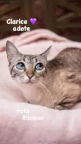 Clarice 