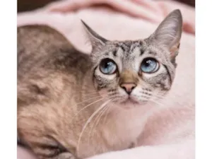 Gato raça SRD-ViraLata idade 2 a 6 meses nome Clarice 