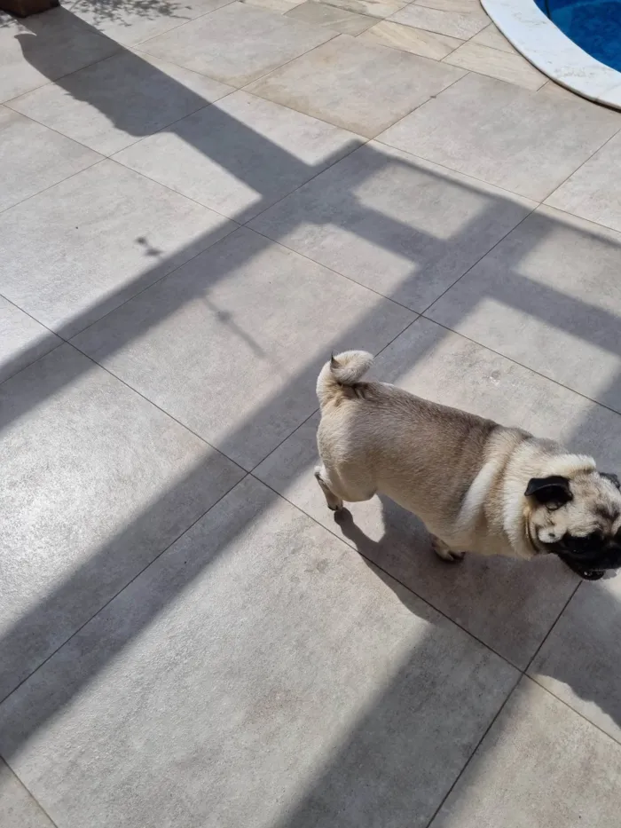 Cachorro ra a Pug idade 3 anos nome Jady