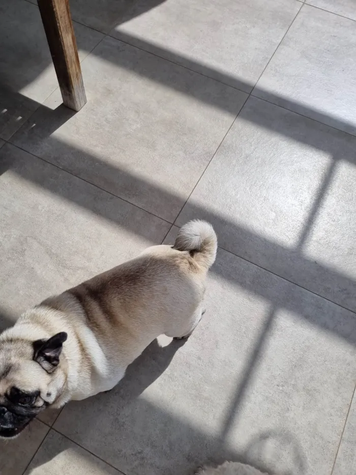 Cachorro ra a Pug idade 3 anos nome Jady