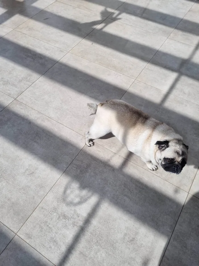 Cachorro ra a Pug idade 3 anos nome Jady