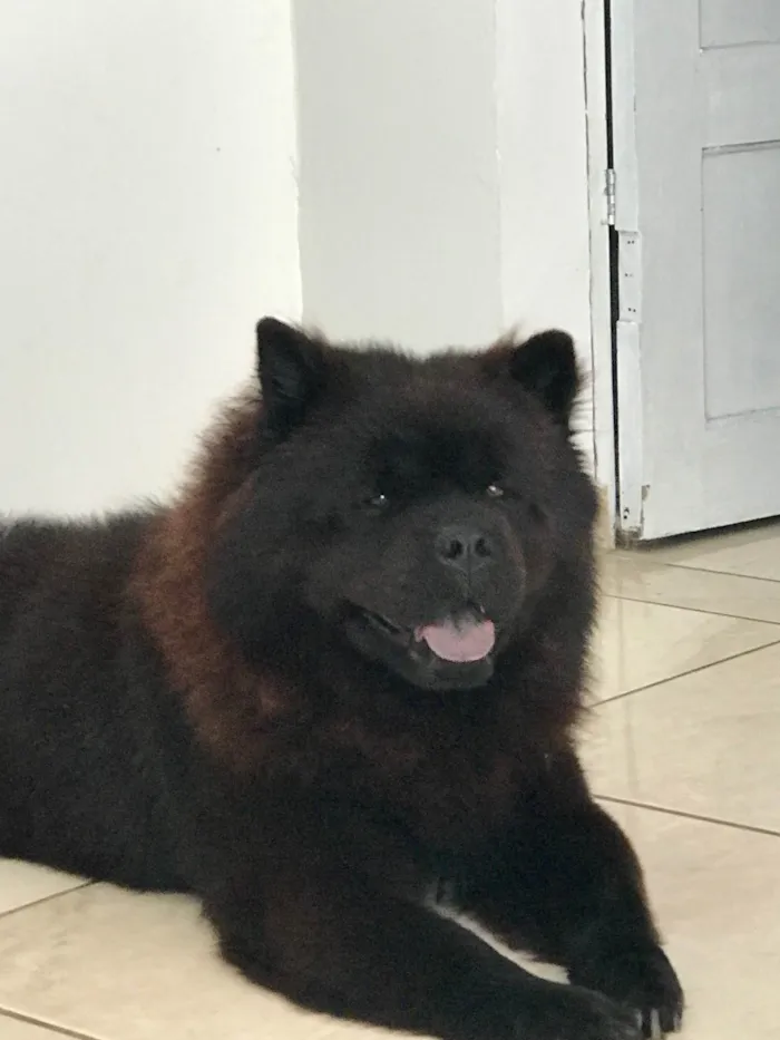Cachorro ra a ChowChow idade 3 anos nome Thor
