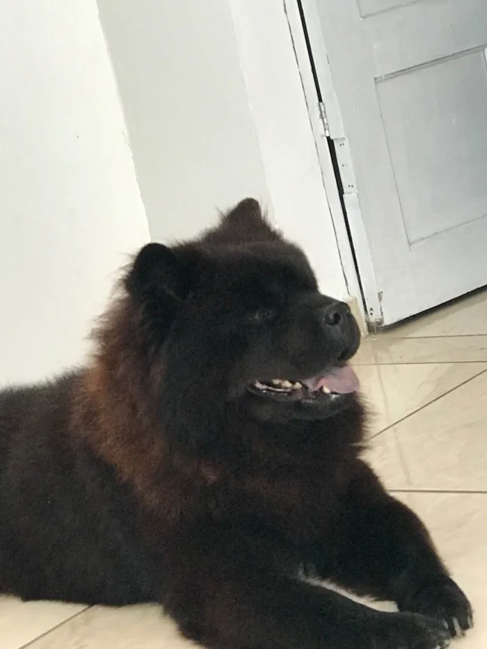 Cachorro ra a ChowChow idade 3 anos nome Thor