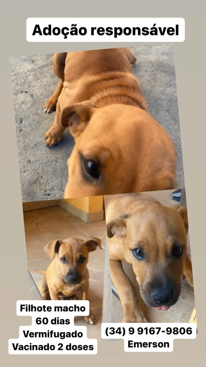 Cachorro raça SRD-ViraLata idade 2 a 6 meses nome Paçoca