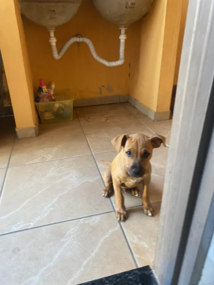 Cachorro raça SRD-ViraLata idade 2 a 6 meses nome Paçoca